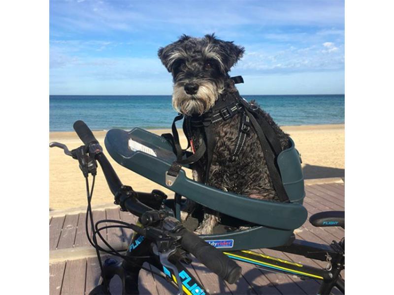 Buddyrider - Hundecykelsæde - Grå