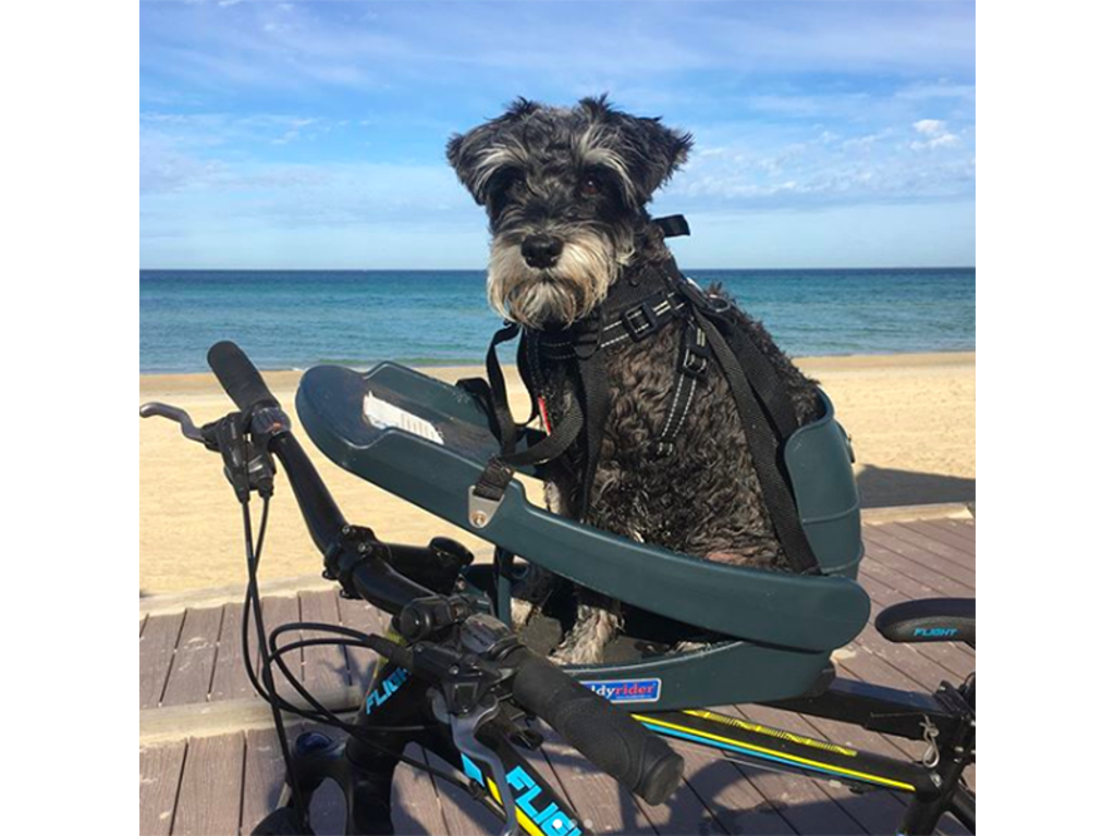 Cykelsæde Til Hund   Grå fra Buddyrider
